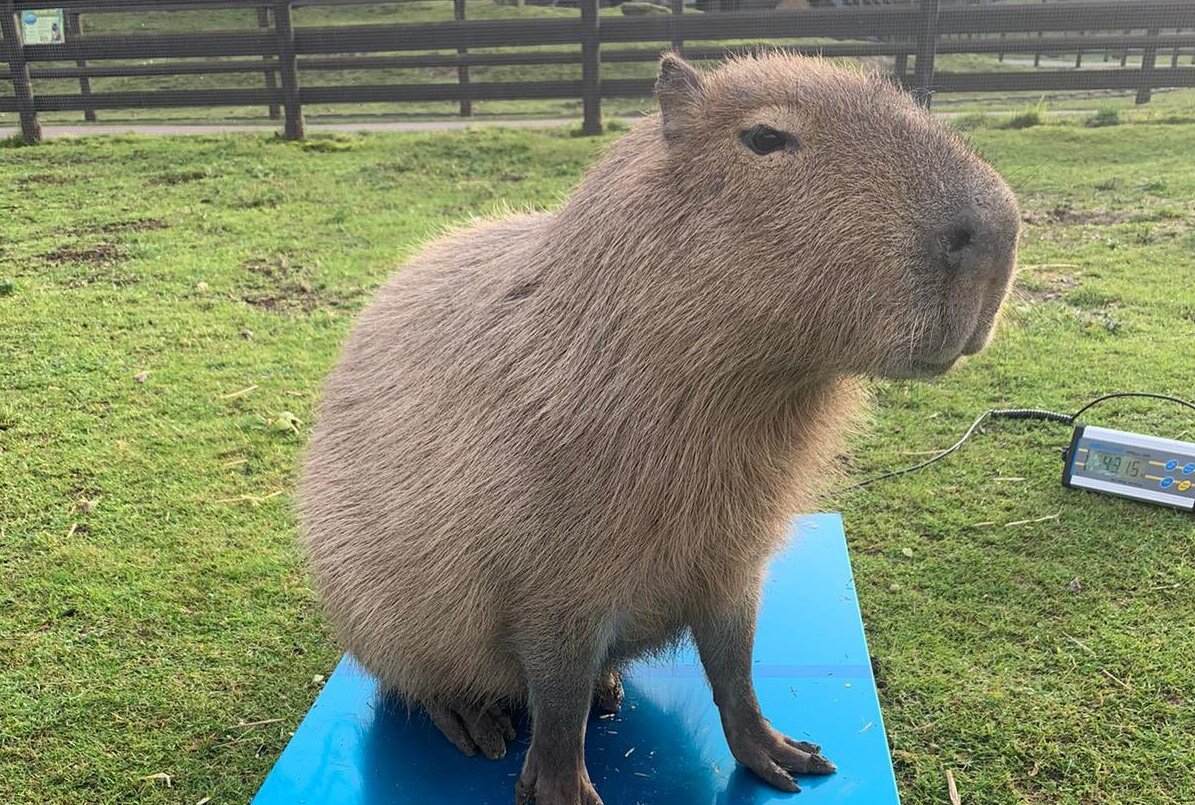 capybara on a cpwplus floor scale